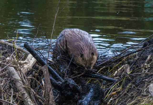 河狸.