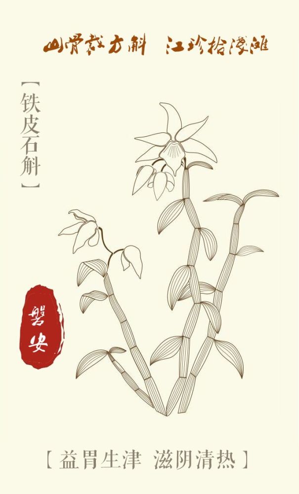 磐安中药材的战疫故事铁皮石斛篇