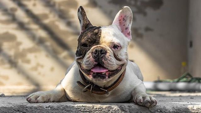 什么是短鼻犬种 拥有独特鼻腔的它们 需要主人做些才能养好 马兹鲁 法国斗牛犬 狗狗 波士顿梗犬 短鼻犬