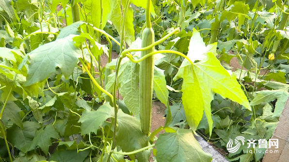 抢农时保春耕寿光菜农喜迎收获季