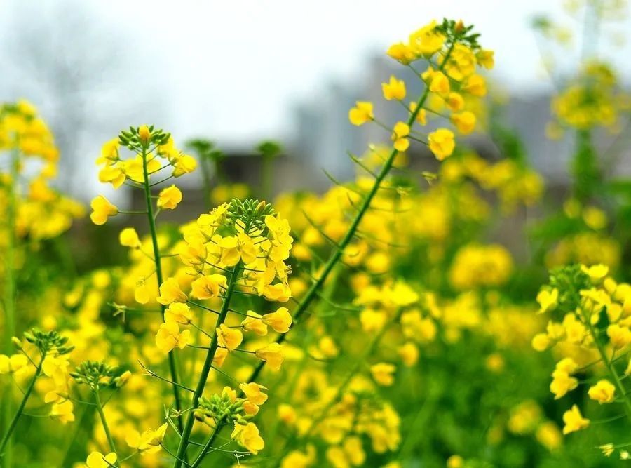 油菜花花語: 加油 地址:長安區楊莊 路線:緯二街乘坐920,到引鎮北站