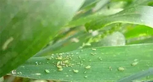 蛾,菜青虫,甜菜夜蛾,斜纹夜蛾,菜螟,菜蚜,斑潜蝇,蓟马等多种蔬菜害虫