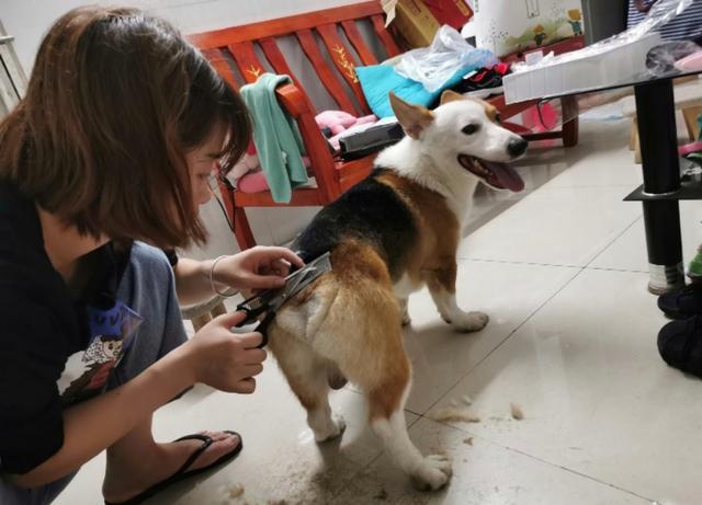 铲屎官创意给宠物剪毛发,狗狗:你确定你剪的这个不是平刘海?