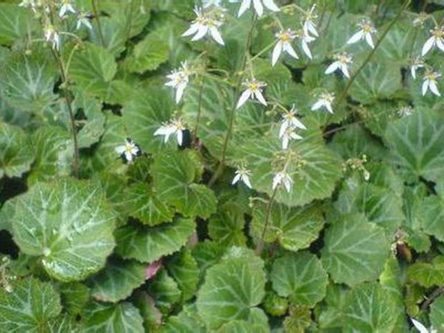 人称耳聋草城里人当盆栽种农村常有人去挖一斤13元