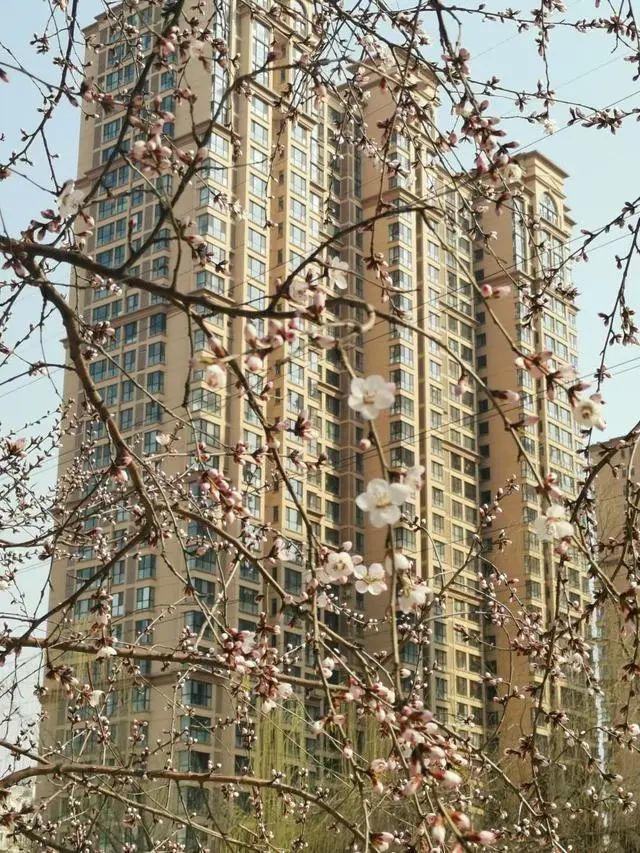 石家庄迎春花开金灿灿民心河边山桃初绽 腾讯新闻