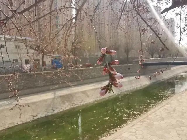 石家庄迎春花开金灿灿民心河边山桃初绽 腾讯新闻