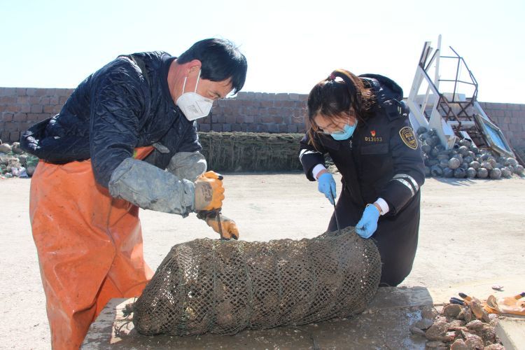 青岛即墨鳌山卫海蛎子 扇贝因疫情滞销他们建微信群帮养殖户推销 腾讯新闻