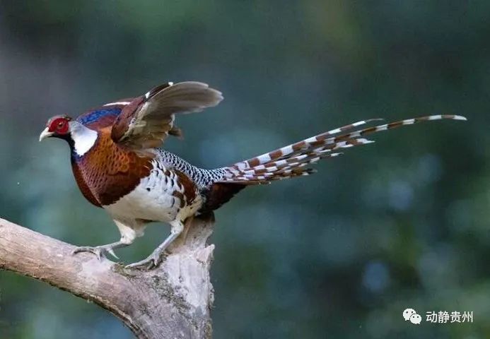 中国特有长得美还低调这种鸟类在贵州这些地方有分布