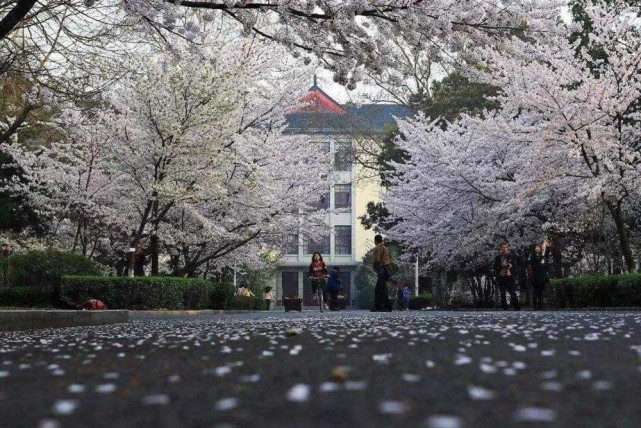 南京林業大學的櫻花園很有人文氣息,比起武漢大學毫不遜色.