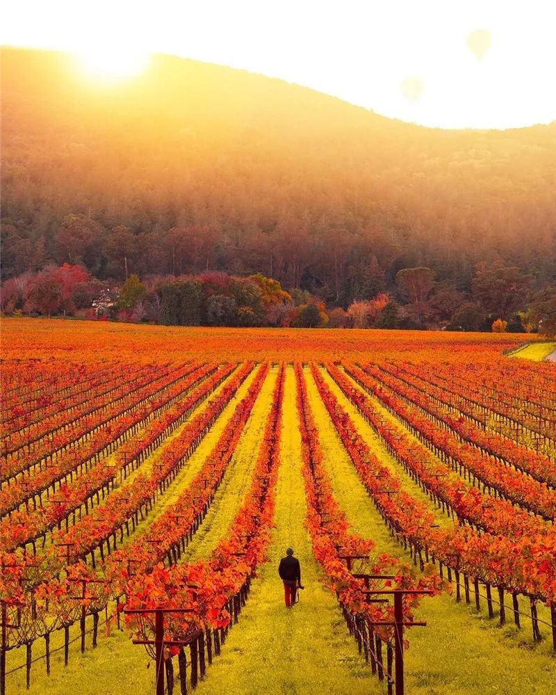 美国加州纳帕谷(napa valley)