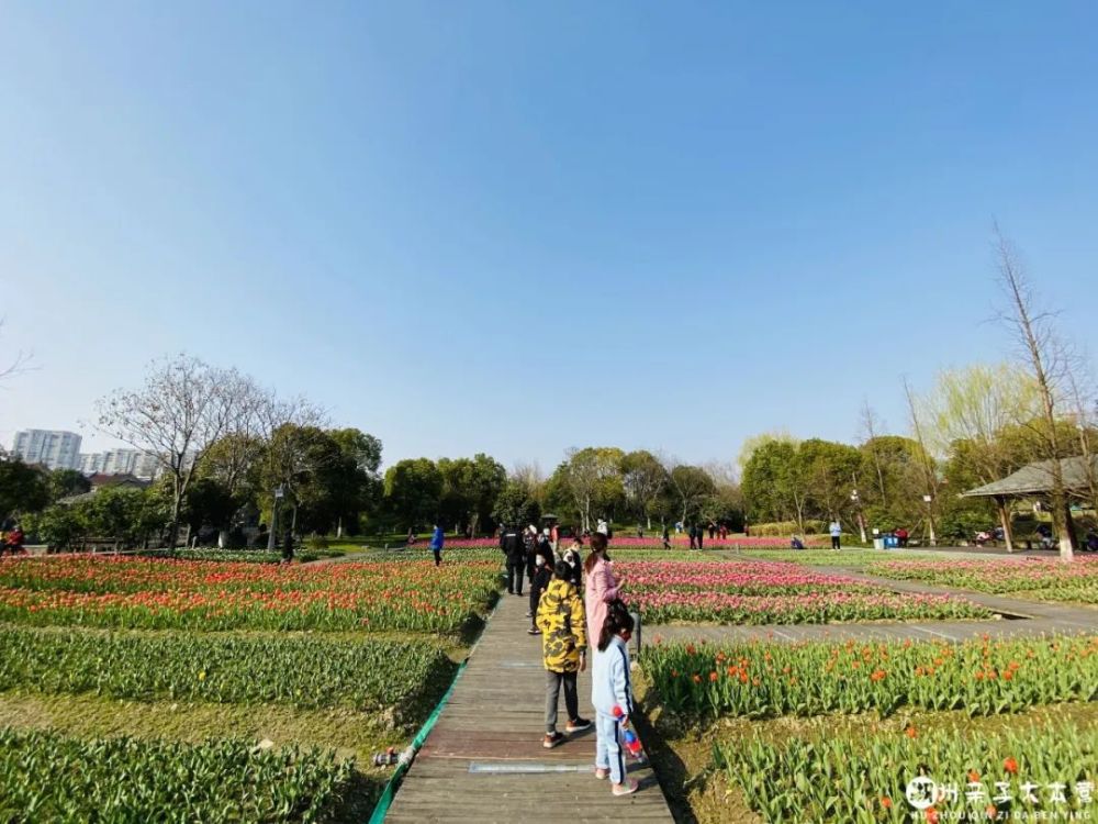 長島公園鬱金香花海獻禮春天小編現場實拍一大波美照來襲