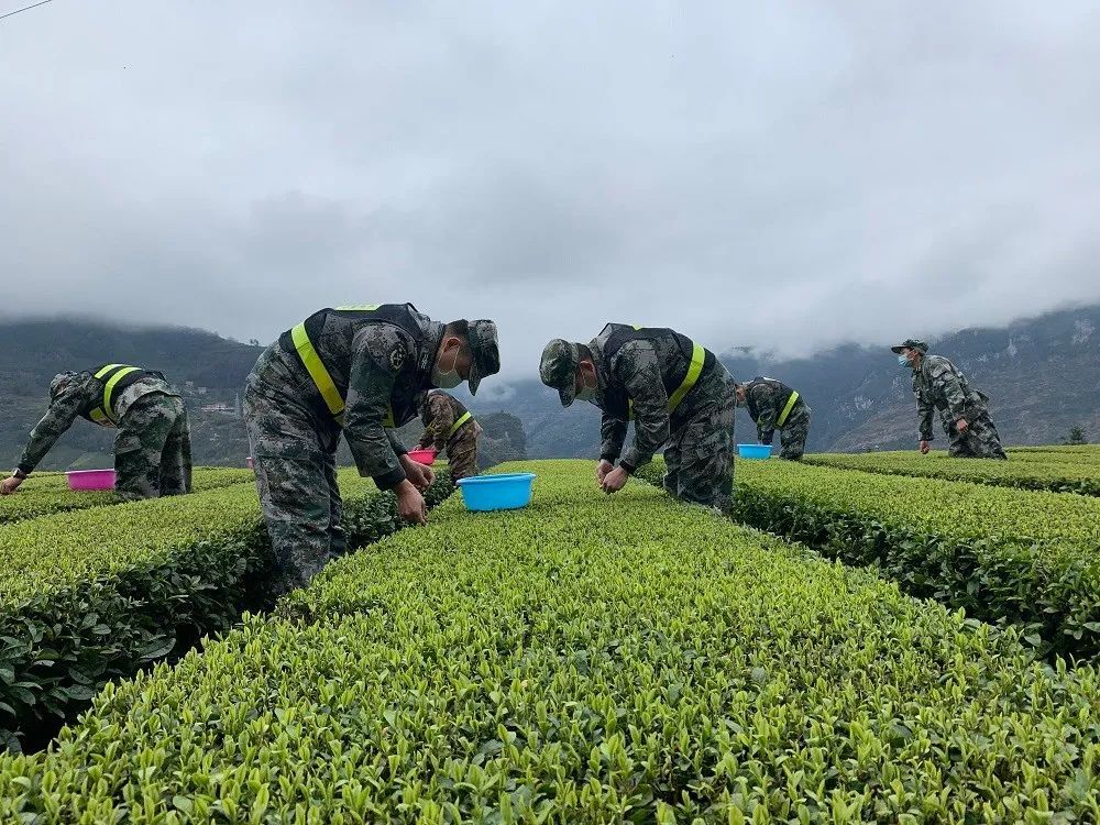 采茶姑娘 上线 恩施的春天真的来了 腾讯新闻