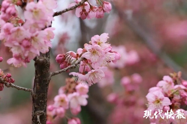 南京玄武湖樱花绽放满屏粉色美出天际