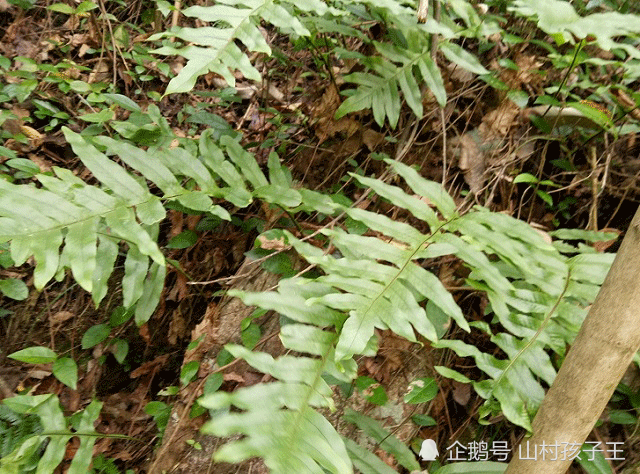 这种植物叫做崖姜长在悬崖上是很好的草药遇到请重视