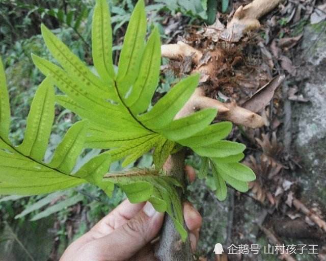 这种植物叫做崖姜,长在悬崖上,是很好的草药,遇到请重视!_腾讯新闻
