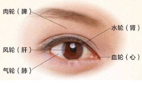 固元提肌汤治疗重症肌无力,我的中医观