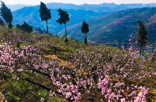 盘州英武镇万亩桃花笑春风