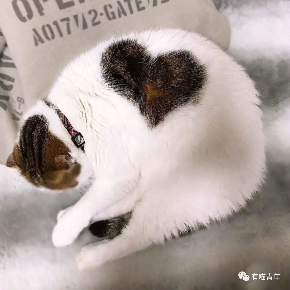 笑疯这种花纹的猫还是第一次见