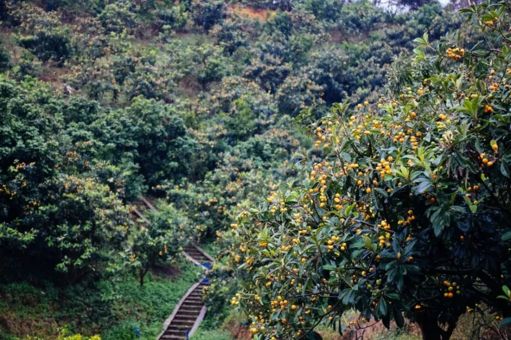 一口清甜水润多汁增城枇杷唤醒春天的味道