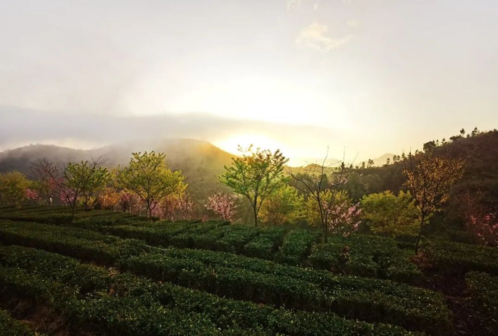 南靖紫云山的樱花开了你知道吗