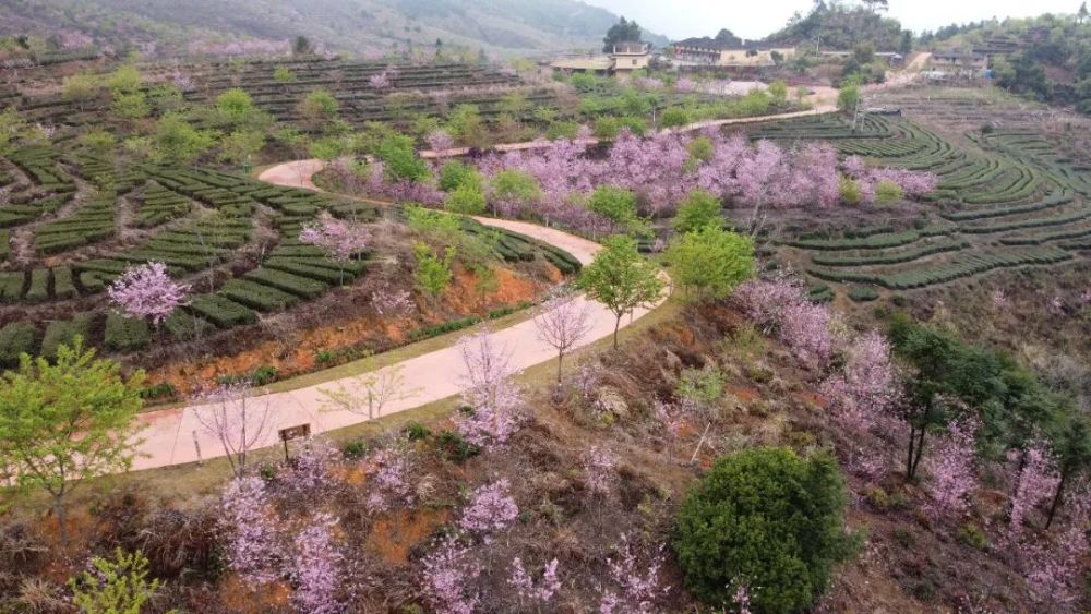 南靖紫云山的樱花开了你知道吗