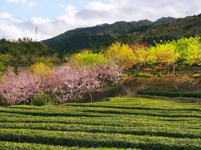 南靖紫云山的樱花开了你知道吗
