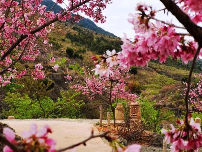 南靖紫云山的樱花开了你知道吗