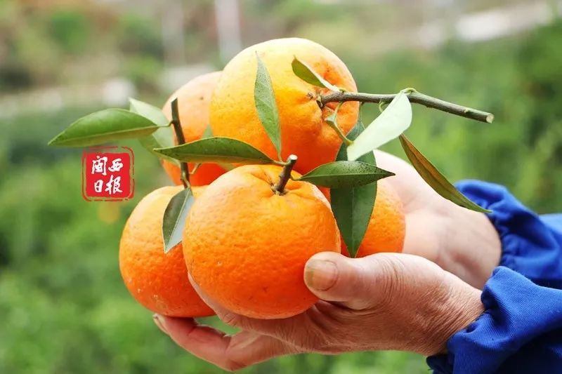 滞销蕉柑红了爱心接力的你们很赞