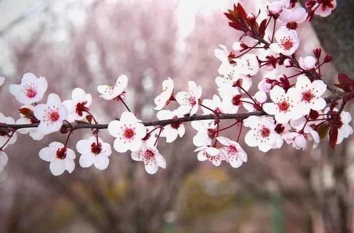 雲水之逸,詩意春語