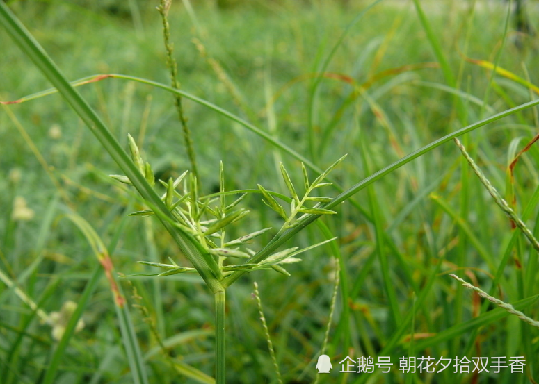 可能很多朋友沒聽說過這種野草的名字,但一定都見到過,畢竟它的生長