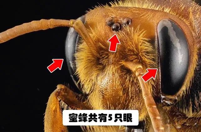 图图有趣:一组很少人知道的趣知识|小眼|维特根斯坦|蜜蜂|复眼