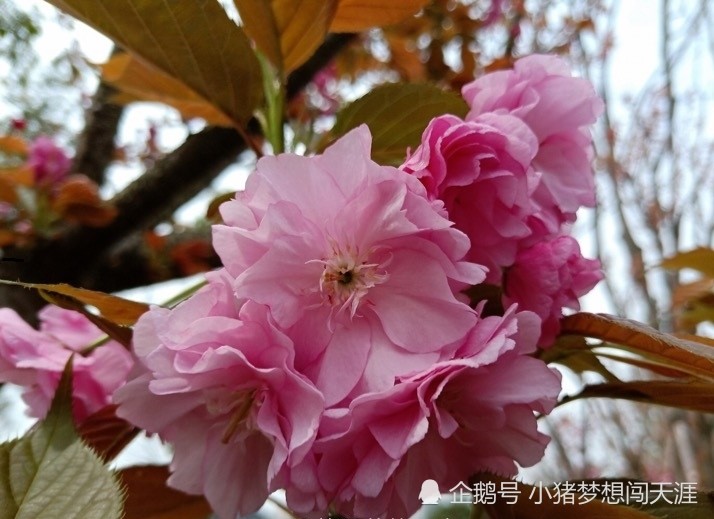 美哭 樱花已经盛开了 再不去就晚啦 腾讯新闻