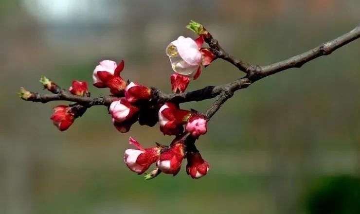 藏在古人诗词里的三春有多迷人盘它