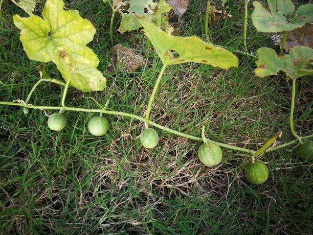 曾经农田常见的"屎瓜",一直被当做害草,现如今为何成了香饽饽?