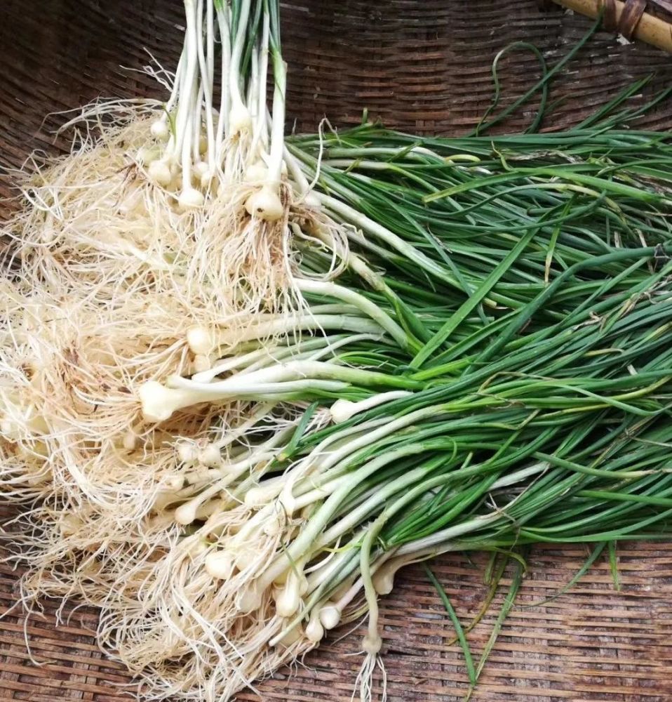 藠头,也称薤,荞头,该种原产中国,在长江流域和以南各省区广泛栽培.