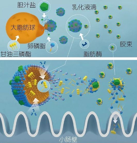 龍昌亮哥 | 膽汁酸—促進脂肪吸收,保肝利膽的必需活性物質