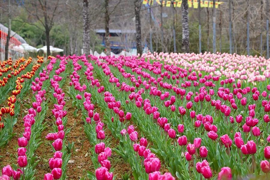 0000株郁金香齐开放 女神节 来此做一回花仙子吧 腾讯新闻