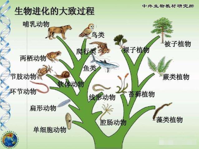 物种起源进化顺序图片图片