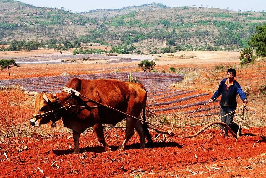耕耘在春光明媚的田野间_腾讯新闻