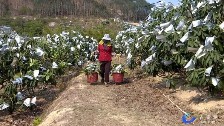 古雷港区这个村庄无一贫困户 一颗 金枇杷 带动群众增收致富 腾讯新闻