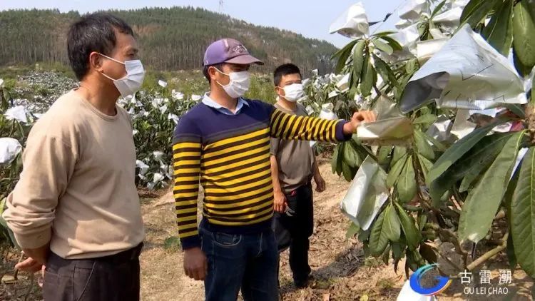 古雷港区这个村庄无一贫困户 一颗 金枇杷 带动群众增收致富 腾讯新闻