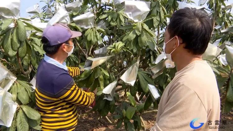 古雷港区这个村庄无一贫困户 一颗 金枇杷 带动群众增收致富 腾讯新闻