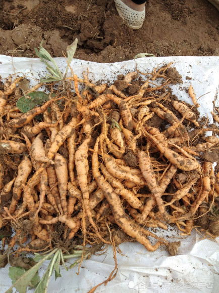 农村常见的一种野草,花朵似"小喇叭",地下根块价值高