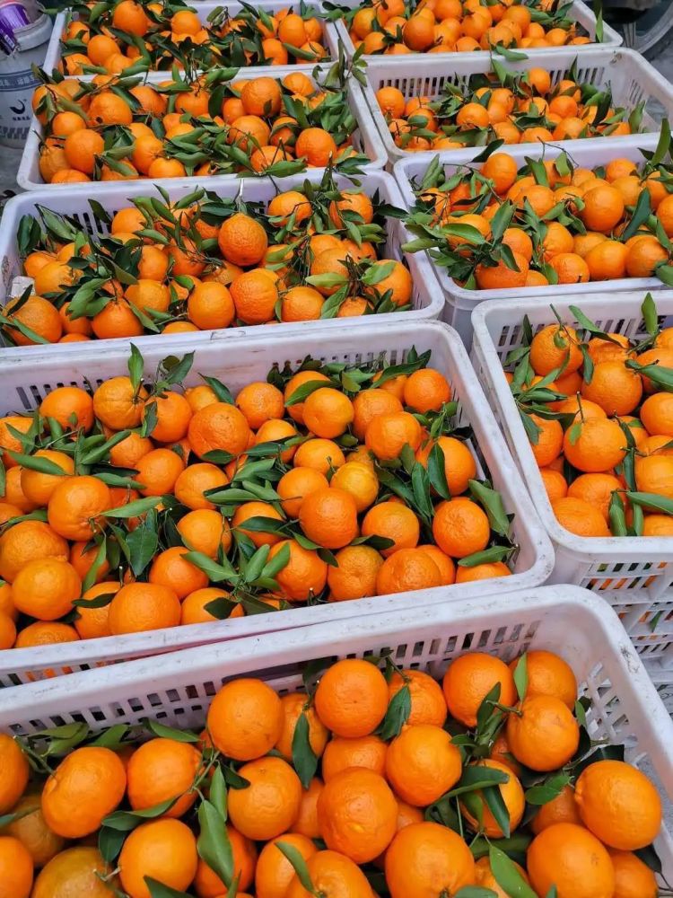 抗疫助农!长阳渔峡口190万斤春柑仍滞留在田间急待销售