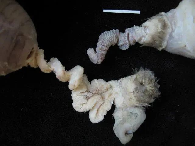 疫情期间宅家,学到大量奇怪的知识!