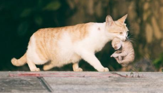 产后母猫对小猫的3个异常行为 每一个都需要你重视 腾讯新闻