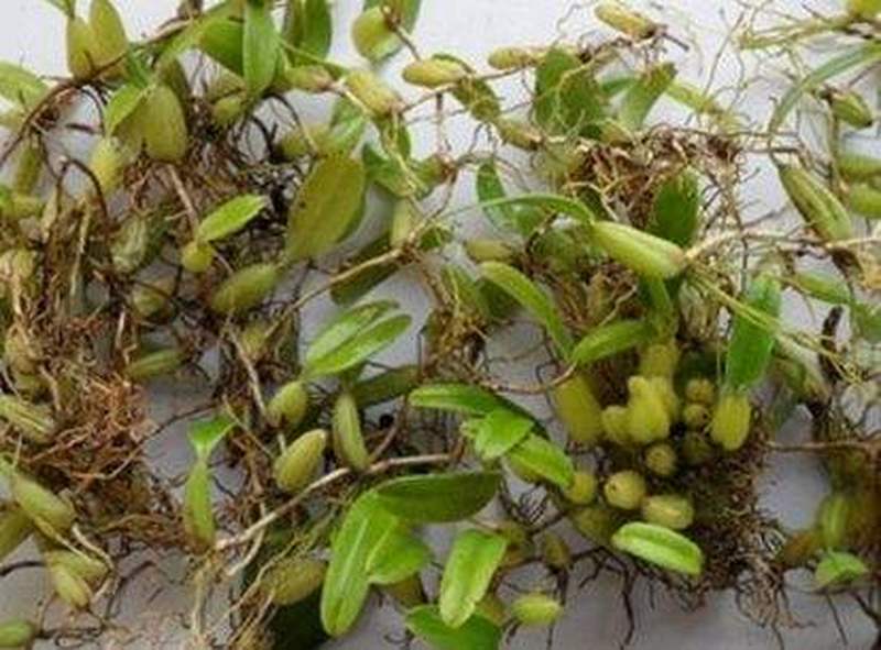 山间石壁上才有人称石上仙桃一斤35元很多人去挖