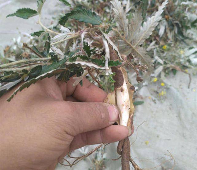 根部似鸡腿,以前常挖来吃,如今有人种植,人称"鸡爪参"