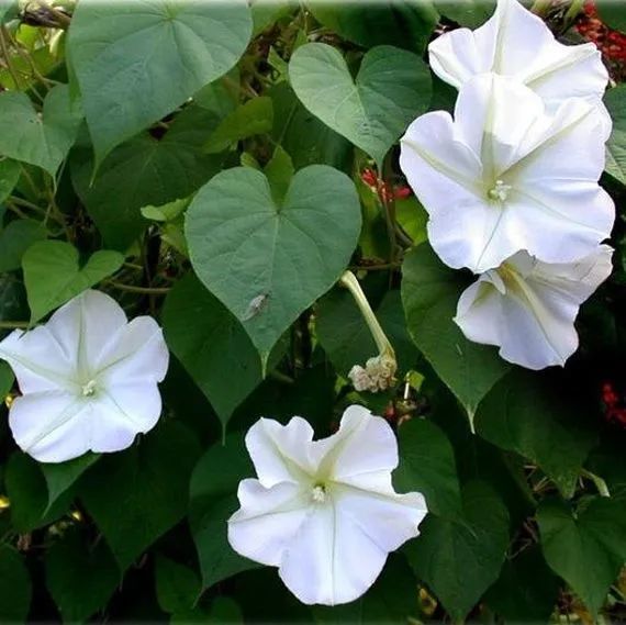 6种能在夜晚花开灿烂的植物,除了昙花你还能想到哪些?