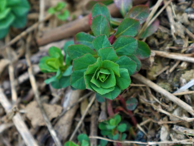 农村有一种"毒草",农民见到它拔掉,却是名贵中药材!